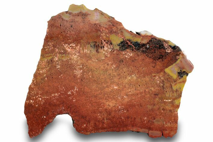 Polished, Petrified Wood (Araucarioxylon) - Arizona #244072